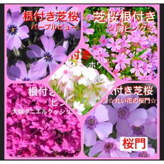 5A☆根付き芝桜☆希少☆５色セット☆初心者向け(プランター)