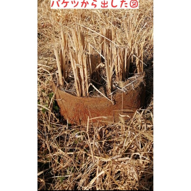 【お家で田んぼ体験】お米の種籾20g　自然農コシヒカリ　はざかけ米◎バケツ稲に◎ 食品/飲料/酒の食品(米/穀物)の商品写真