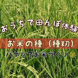 【お家で田んぼ体験】お米の種籾20g　自然農コシヒカリ　はざかけ米◎バケツ稲に◎(米/穀物)