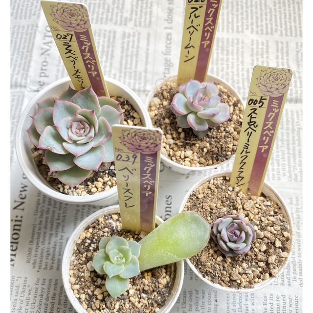 限定1セット‼️ベリー4点セット♡おらいさん苗(札なし 限定1セット‼️ベリー4点セット♡おらいさん苗(札なし