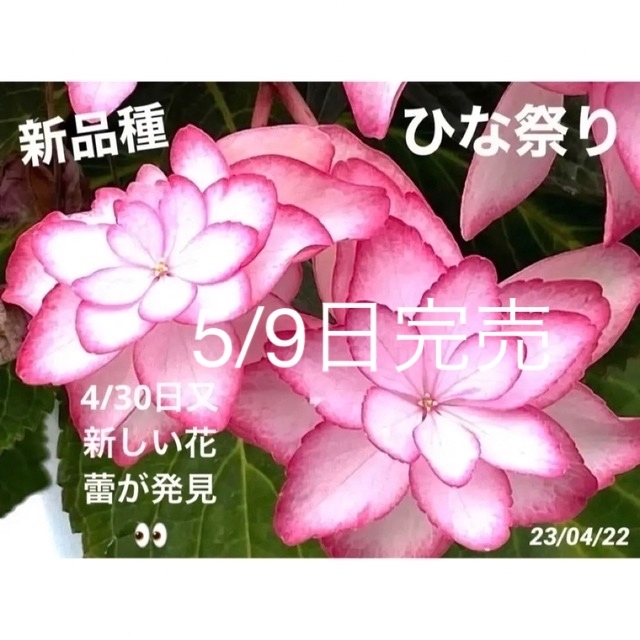 母の日  プレゼント  2023年 ギフト アジサイ 紫陽花 ひなまつり 新品種