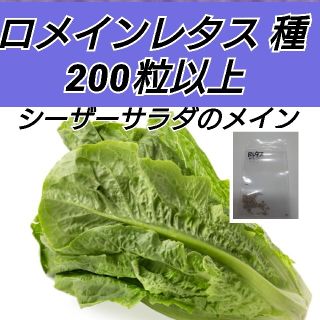 ロメインレタス（コスレタス）種200粒 蘿蔓萵苣(プランター)