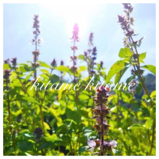 無農薬ホーリーバジル 種×3袋 ハンドメイドのフラワー/ガーデン(その他)の商品写真