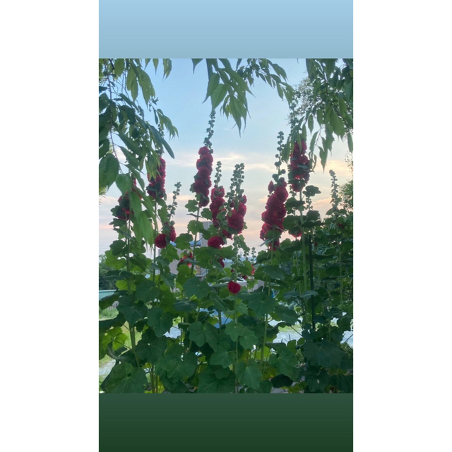 タチアオイの種　ホリホック　赤色　約30粒　説明書付き ハンドメイドのフラワー/ガーデン(その他)の商品写真