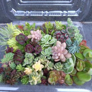 もりもりカット苗セット    セダム   多肉植物(その他)