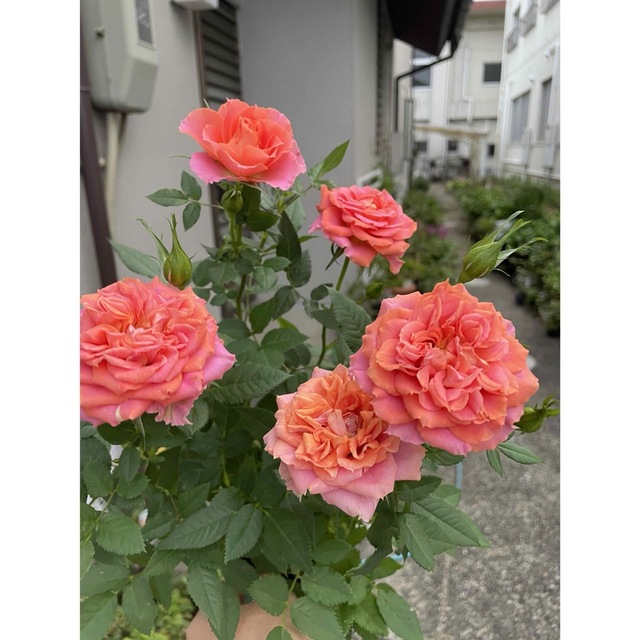 ミニ薔薇　バラ売り1本苗 ハンドメイドのフラワー/ガーデン(その他)の商品写真