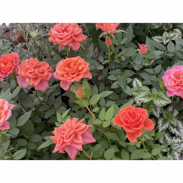 ミニ薔薇　バラ売り1本苗 ハンドメイドのフラワー/ガーデン(その他)の商品写真