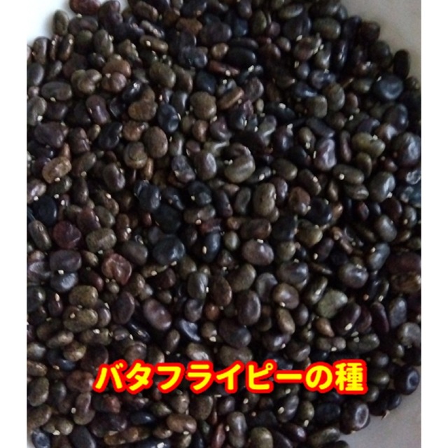 バタフライピーの種・八重咲き【50粒以上】★令和5年産・無農薬栽培の種 ハンドメイドのフラワー/ガーデン(その他)の商品写真