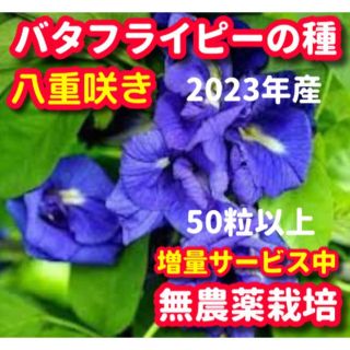 バタフライピーの種・八重咲き【50粒以上】★令和5年産・無農薬栽培の種(その他)