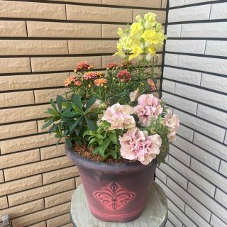 元気カラーな寄せ植え(プランター)