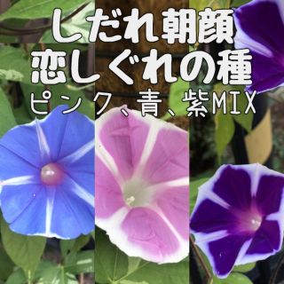 枝垂れ朝顔の種　MIX(その他)