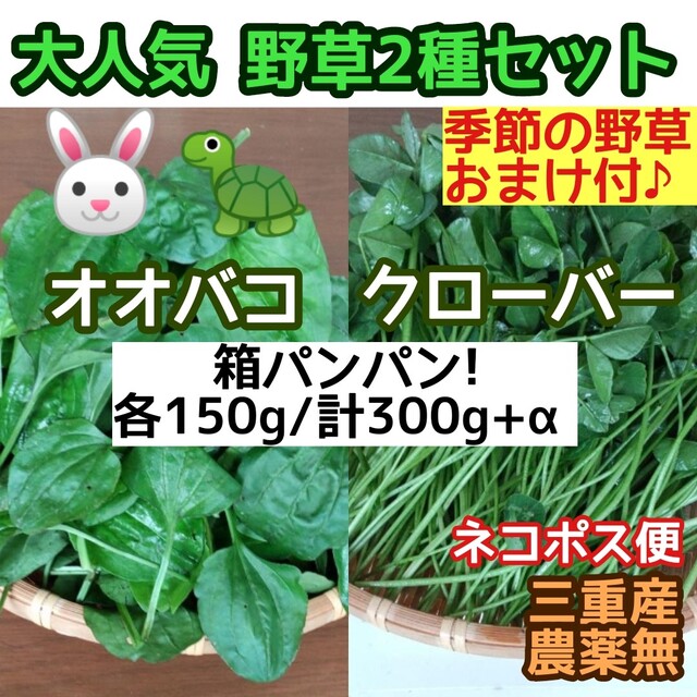 お得 新鮮 桑の葉 大量1.5キロ 桑の葉茶 桑茶 健康茶 蚕 うさぎ リクガメ 通販