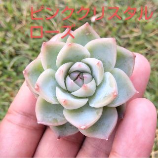 多肉植物　ピンククリスタルローズ　カット苗(その他)