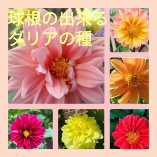 育て方付き❀球根のできる*キュートな八重咲きダリアmixの種*花の種(その他)