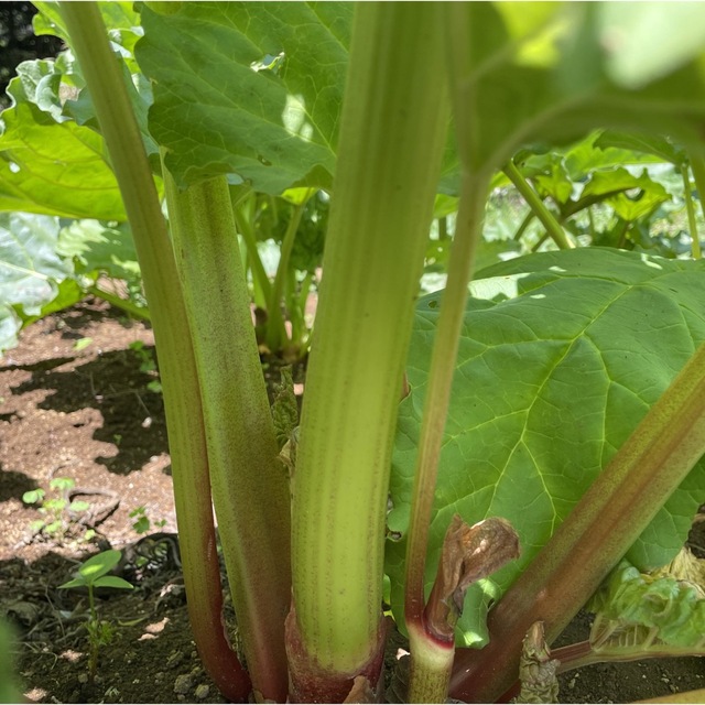 緑のルバーブ無農薬　4キロ 千葉県産