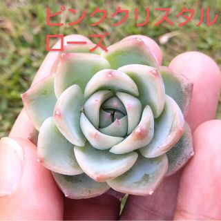 多肉植物　ピンククリスタルローズ　カット苗(その他)