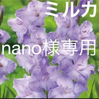 nano様専用　グラジオラス　ミルカ　球根　2球　(その他)