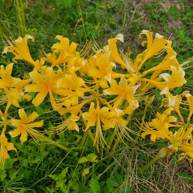 彼岸花 リコリス 珍しい黄色