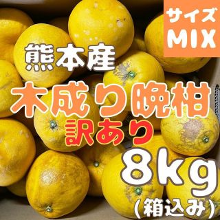 今のところ数量限定 木成り晩柑 訳あり8kg(フルーツ)