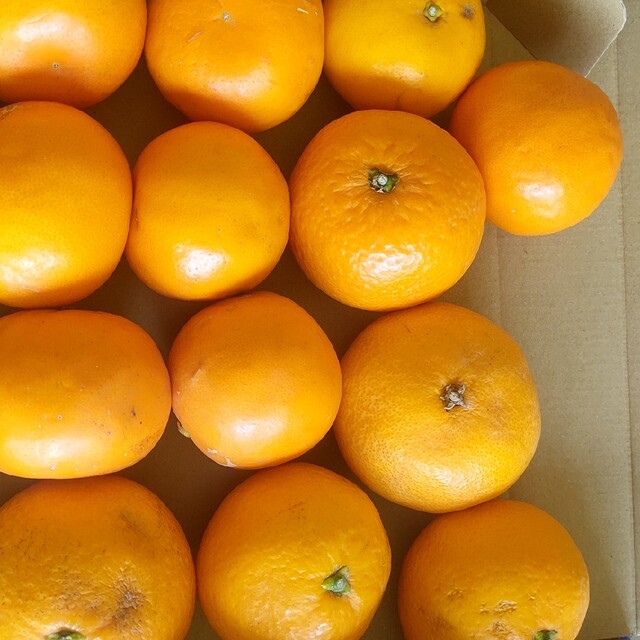 和歌山産柑橘類一箱 食品/飲料/酒の食品(フルーツ)の商品写真