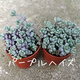 多肉植物　セダム【パープルヘイズ】抜き苗(プランター)