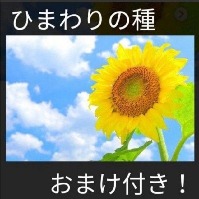 おまけ付き！ひまわりの種とおまけでマリーゴールド、しそ、キンセンカの種付けます！ ハンドメイドのフラワー/ガーデン(その他)の商品写真