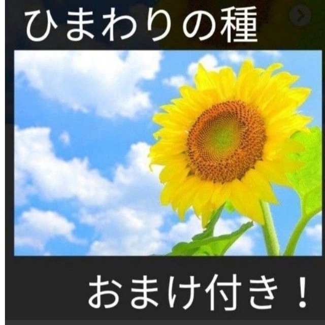 おまけ付き！ひまわりの種とおまけでマリーゴールド、しそ、キンセンカの種付けます！ ハンドメイドのフラワー/ガーデン(その他)の商品写真