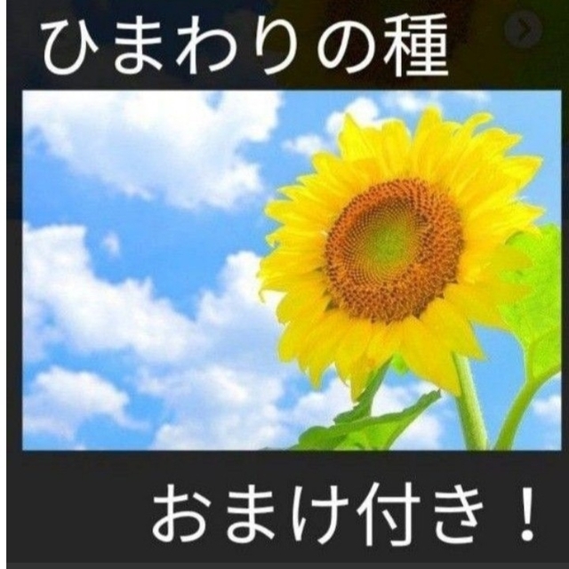 おまけ付き！ひまわりの種とおまけでマリーゴールド、しそ、キンセンカの種付けます！ ハンドメイドのフラワー/ガーデン(その他)の商品写真