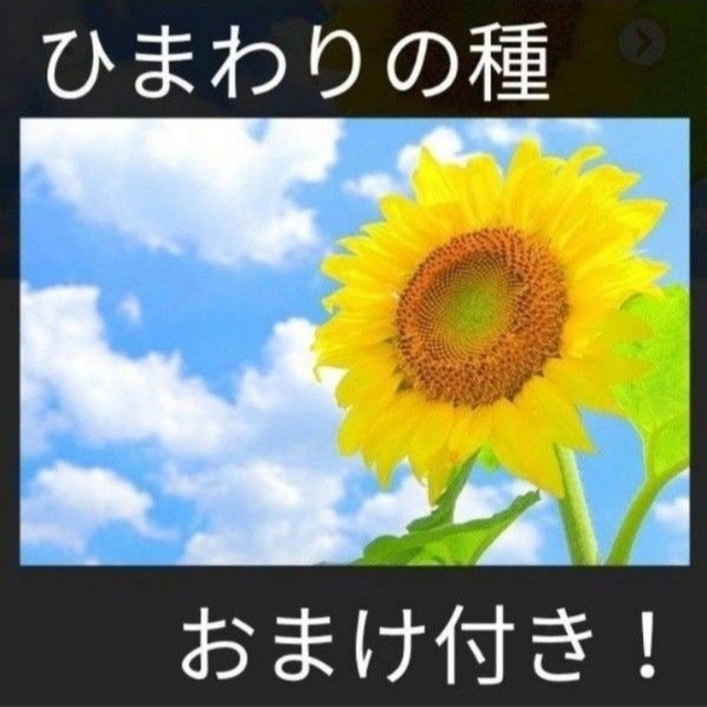 おまけ付き！ひまわりの種とおまけでマリーゴールド、しそ、キンセンカの種付けます！ ハンドメイドのフラワー/ガーデン(その他)の商品写真