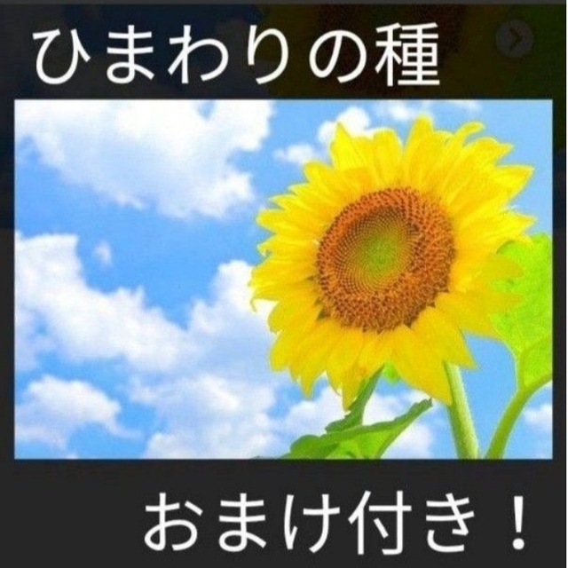 おまけ付き！ひまわりの種とおまけでマリーゴールド、しそ、キンセンカの種付けます！ ハンドメイドのフラワー/ガーデン(その他)の商品写真