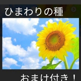 おまけ付き！ひまわりの種とおまけでマリーゴールド、しそ、キンセンカの種付けます！(その他)