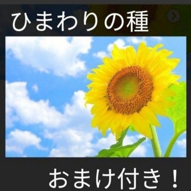 おまけ付き！ひまわりの種とおまけでマリーゴールド、しそ、キンセンカの種付けます！ その他のその他(その他)の商品写真