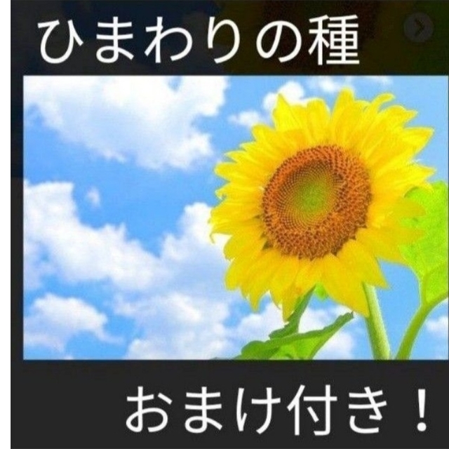 おまけ付き！ひまわりの種とおまけでマリーゴールド、しそ、キンセンカの種付けます！ レディースのアクセサリー(その他)の商品写真