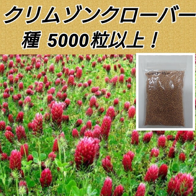 クリムゾンクローバー 花種5000粒以上 ハンドメイドのパーティー(モビール)の商品写真