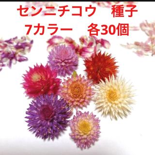 センニチコウ　種　花の種　各30個(プランター)