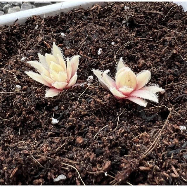 【GW値下】多肉植物 センペルビウム バニラシフォン カット苗2つ ハンドメイドのフラワー/ガーデン(その他)の商品写真