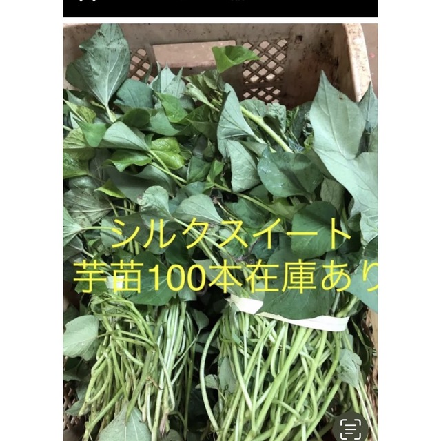 シルクスイート芋苗100本送料込み