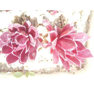 parpurkranz  2つ抜き苗(プランター)