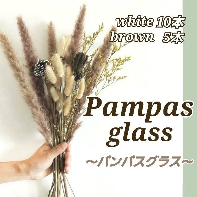 パンパスグラス ドライフラワー おしゃれインテリア 15本 花材 白 ホワイト ハンドメイドのフラワー/ガーデン(ドライフラワー)の商品写真