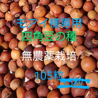 四角豆(うりずん豆)の種と おまけ綿花の種(野菜)