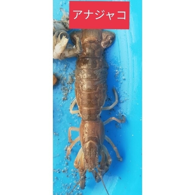 ヤビーポンプ 穴ジャコ カメジャコ スナモグリ 釣餌 潮干狩 うなぎ釣 ...