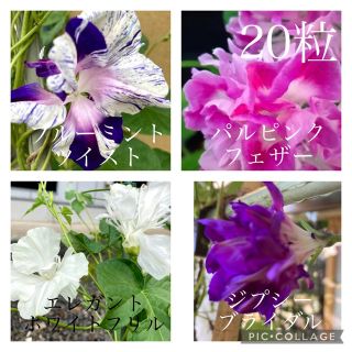 【朝顔】羽根咲き　フリル咲き　4種　20粒(その他)