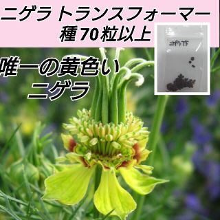 ニゲラ トランスフォーマー 花種70粒以上(プランター)