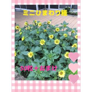 ミニひまわり 種 ヒマワリ 花の種(プランター)