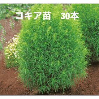 コキア苗　30本(その他)