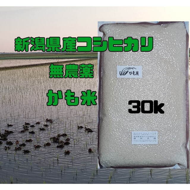 無農薬米新潟県産コシヒカリ玄米30k従来コシヒカリ