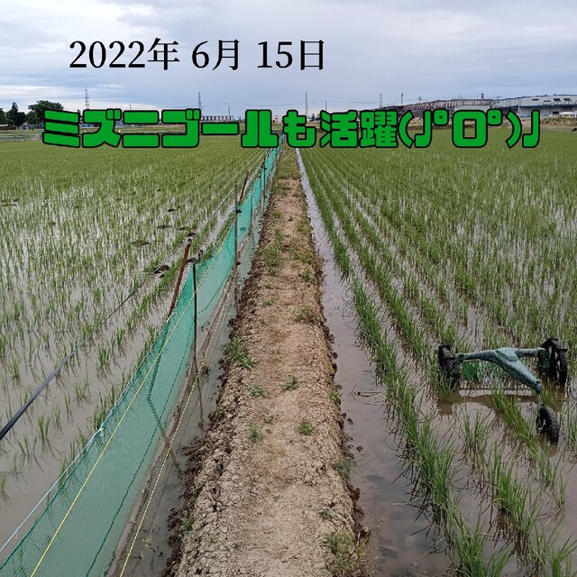 無農薬米新潟県産コシヒカリ玄米30k 国内発送 37%割引 toyotec.com