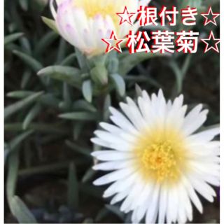 ②☆鮮やかな☆松葉菊☆白☆安心の根付き☆(プランター)