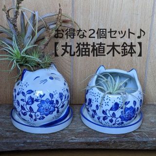 【丸猫植木鉢お得な2個セット】　受け皿付　猫　植木鉢　ねこ　陶器　青花(プランター)