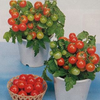 野菜の種        ミニトマトレジナ(プランター)